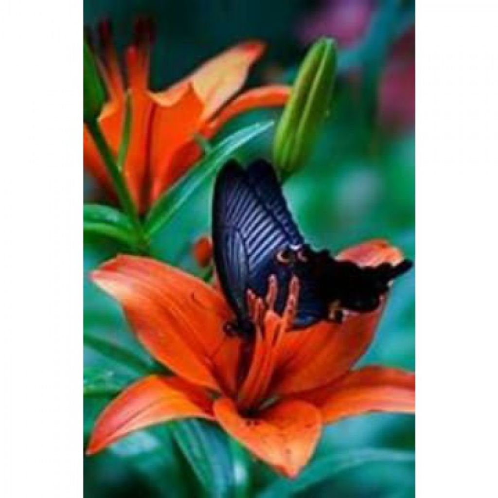 Robert Vincent Eisenberger Profile Photo