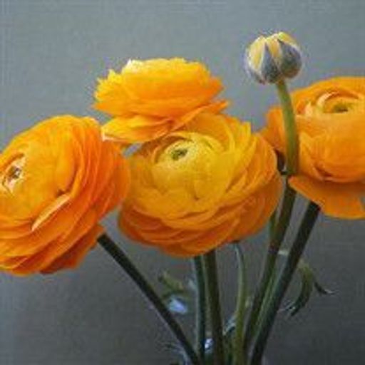 Helene Hall Profile Photo