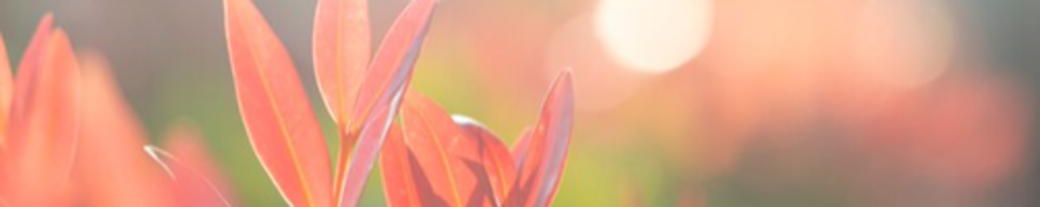 Cover photo for Pam Boyette's Obituary