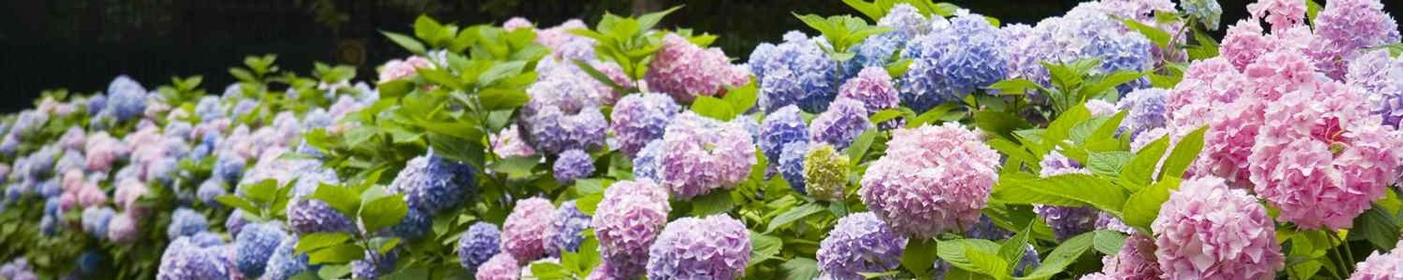 Cover for Nellie Mae Law's Obituary