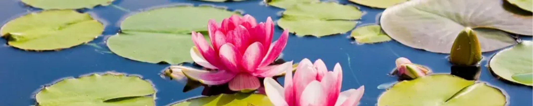 Cover for Joan Elaine Porter's Obituary