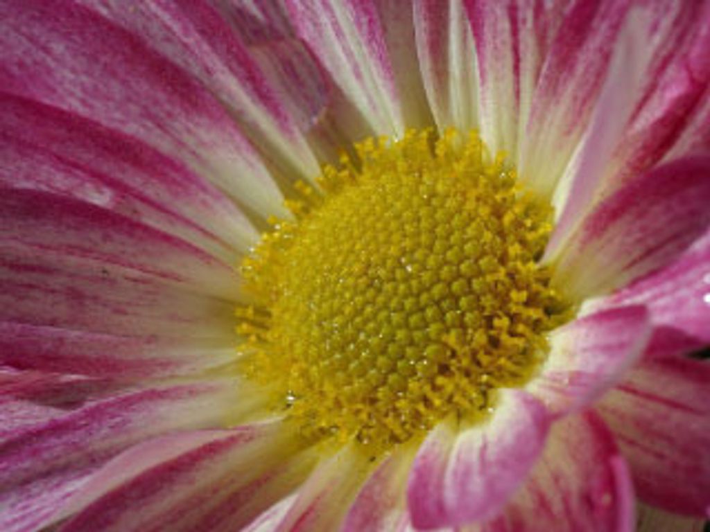Joann Hunt Profile Photo