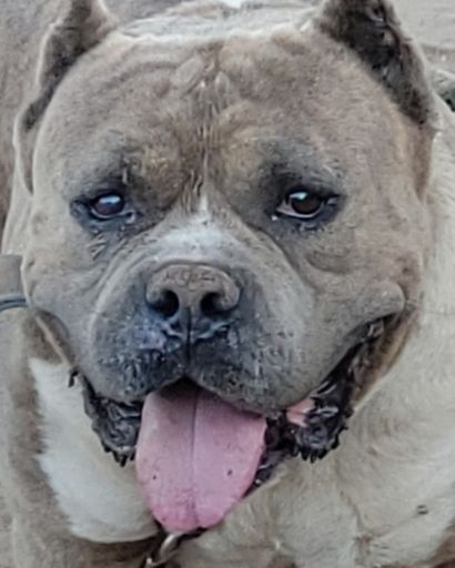 Rocco ?'s obituary image