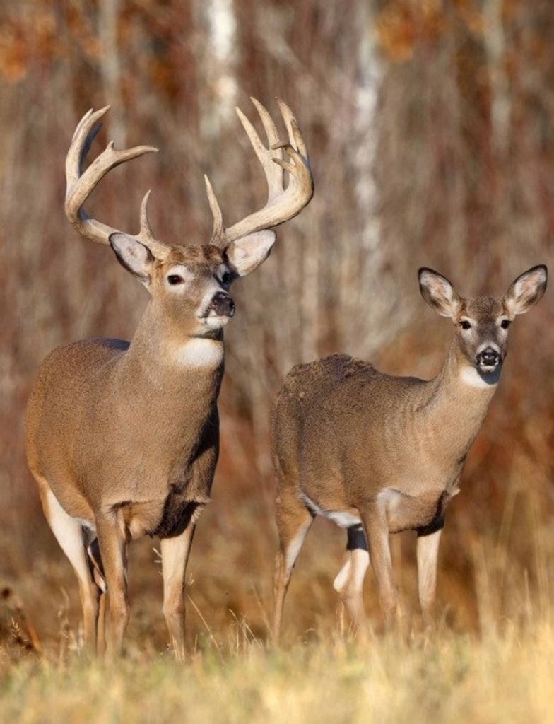 Barbara Nell (Mclain)  Clements Profile Photo