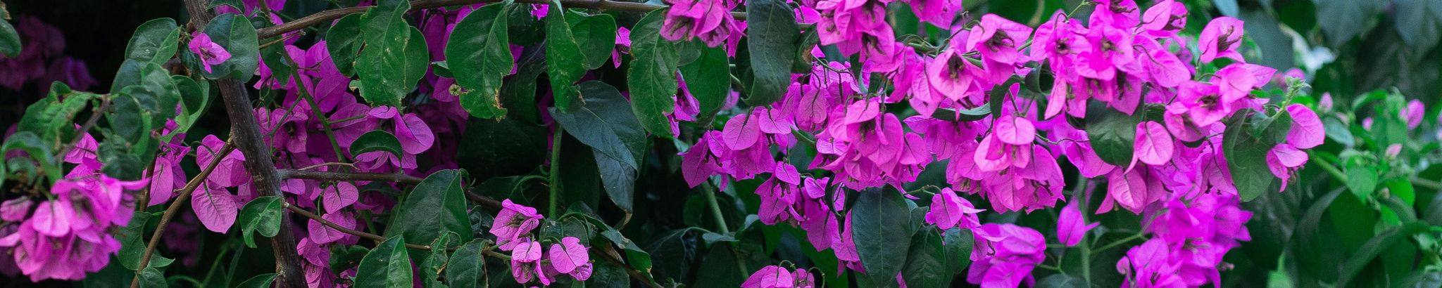 Cover for Catalina Lopez's Obituary