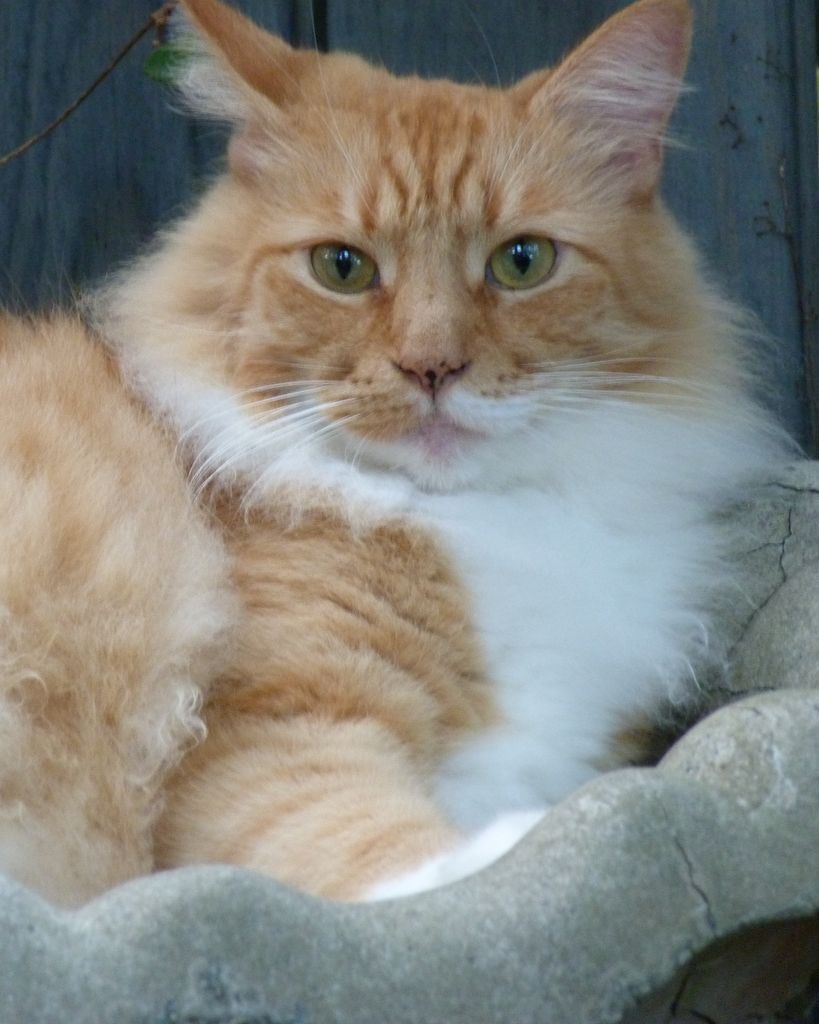 Simba Rogers