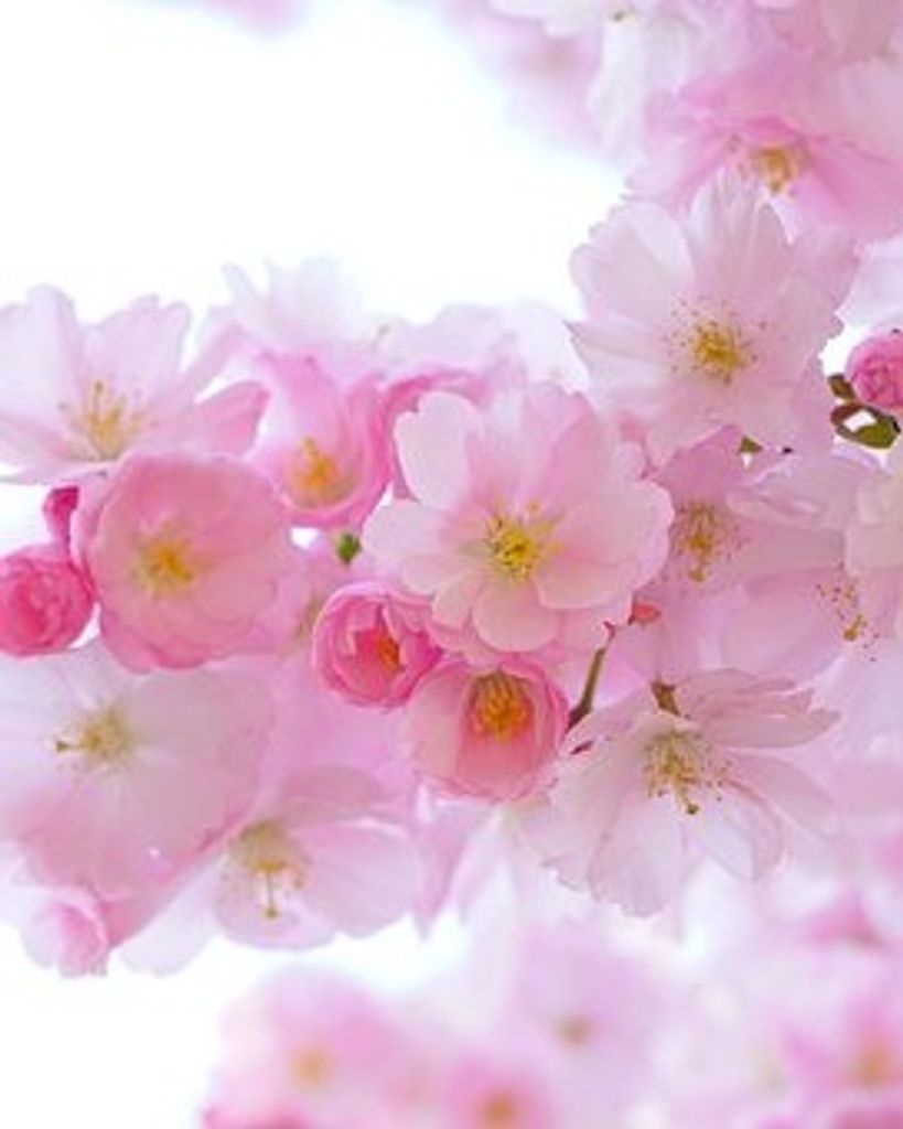 Tina Cheyenne Taylor