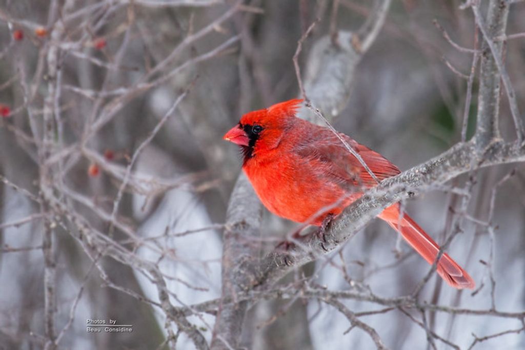 Sherry L. Root Profile Photo