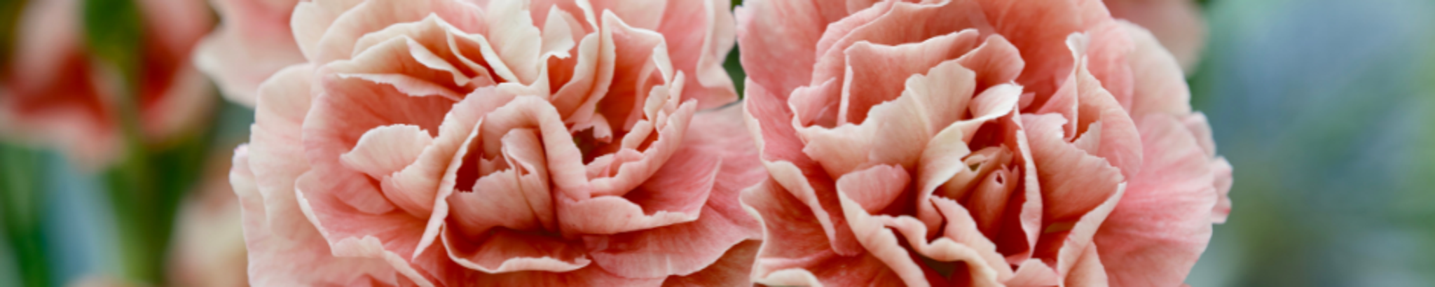 Cover for Barbara D. Schreyer's Obituary