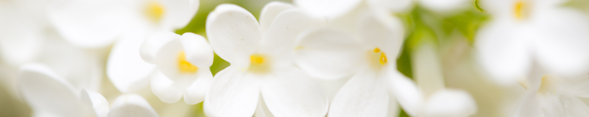 Cover for Ruth Ann Stevens's Obituary