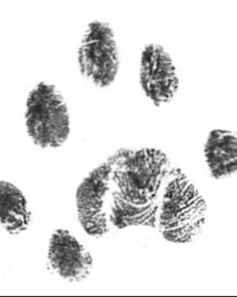 Mittens Welnicki Profile Photo