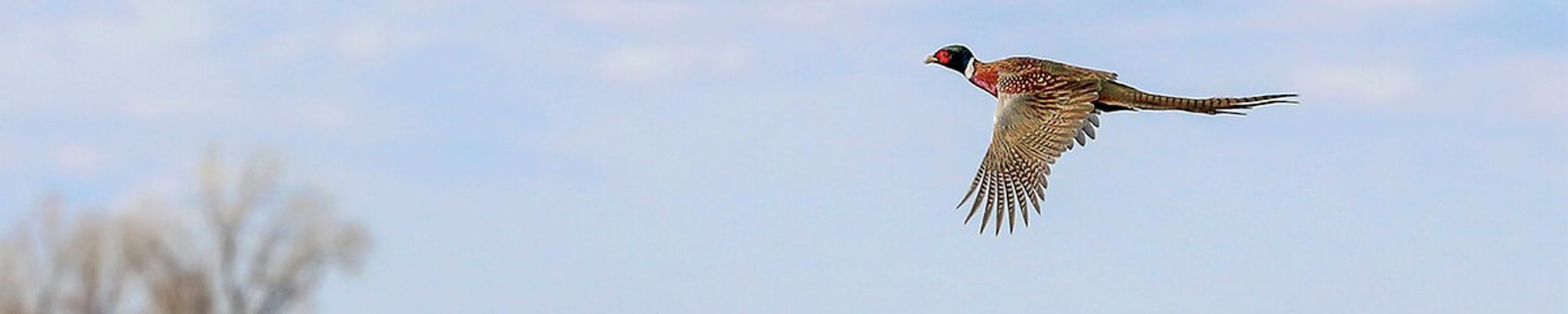 Cover for Matthew "Matt" B. Lanning's Obituary