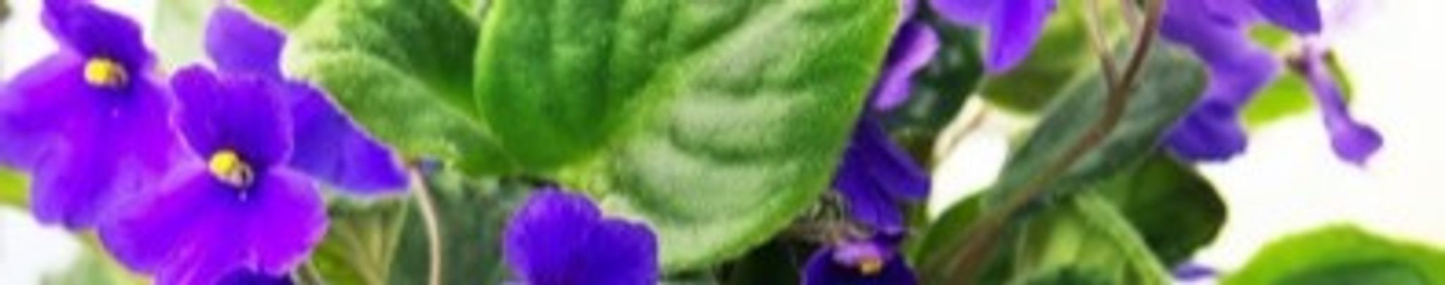 Cover photo for Gladys Faye Tingle's Obituary