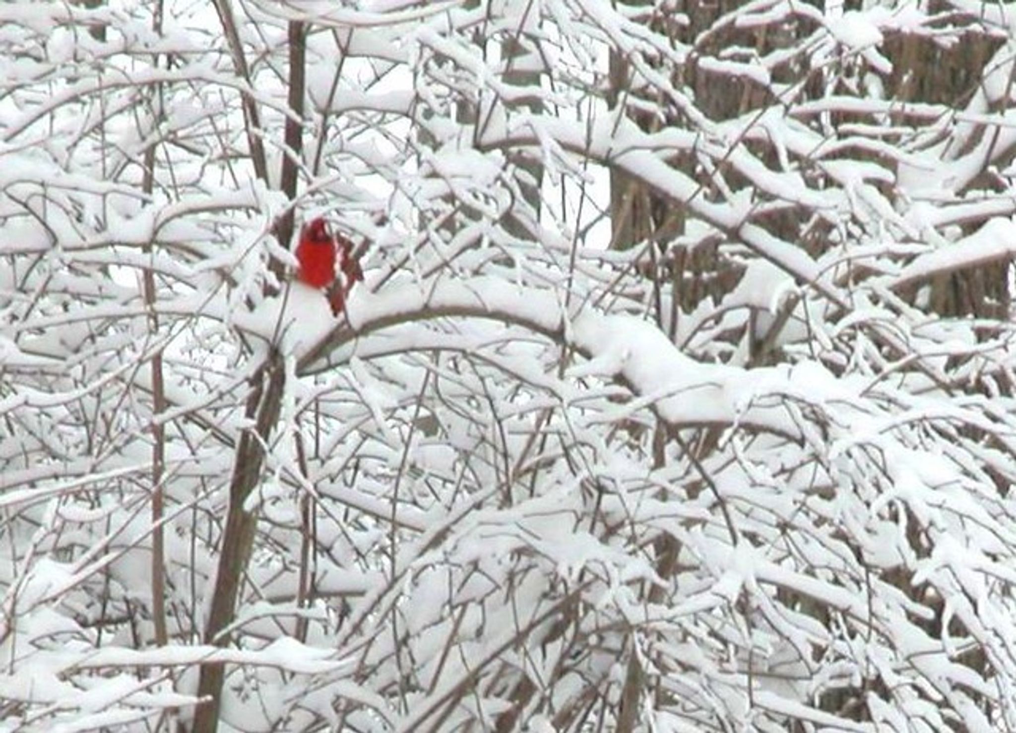 Cover for Edith Rose Tamblyn's Obituary