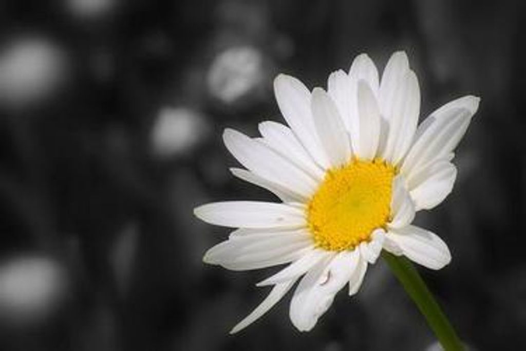 Winifred G. "Winnie" Mozoruk (Nee Boehringer)