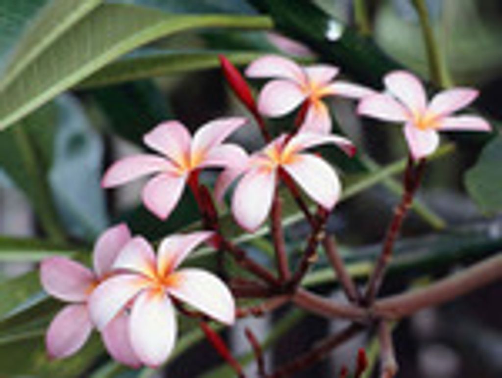 Mildred Roberta (Sweeton)  Manley