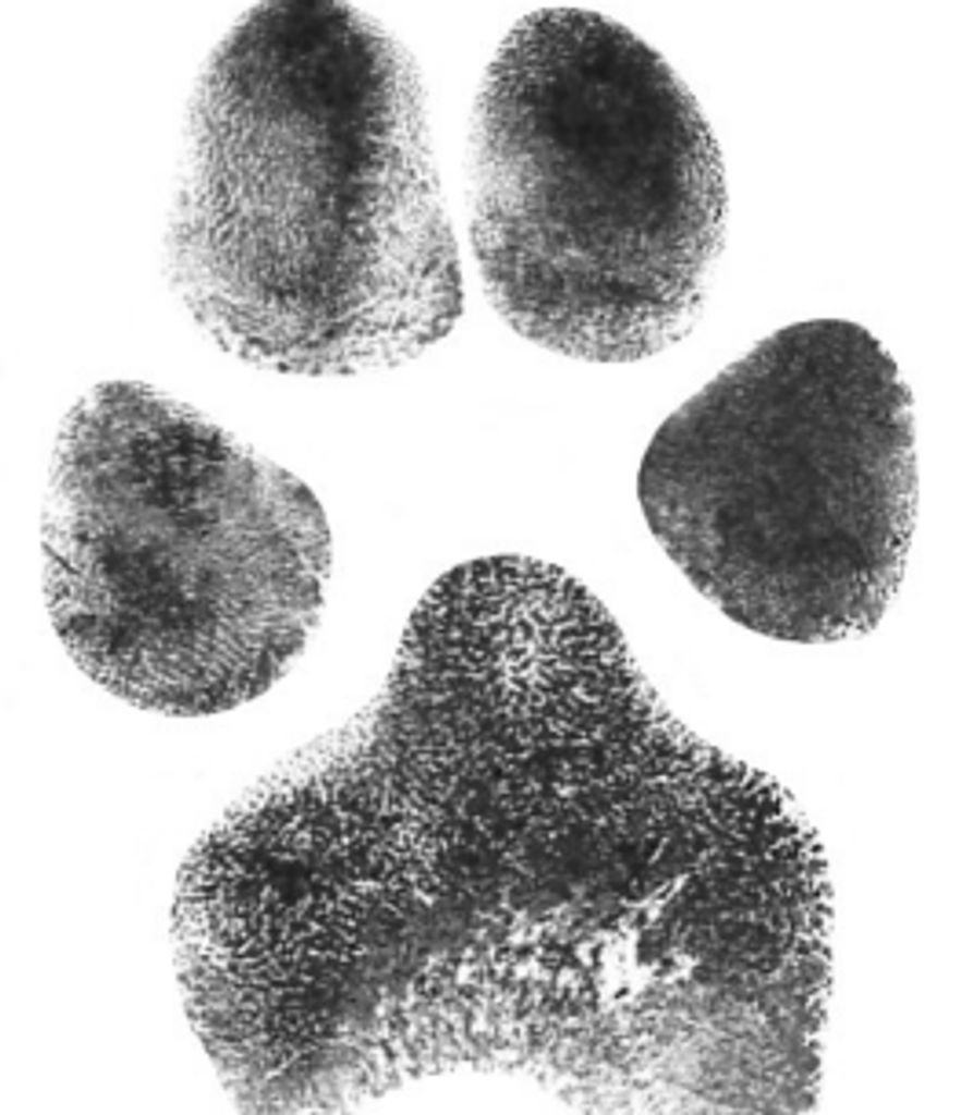Bear Stewart