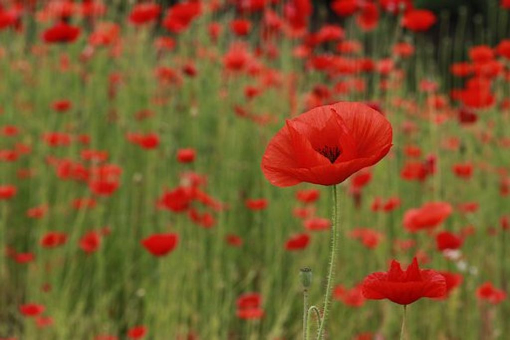 Patsy Martin Profile Photo