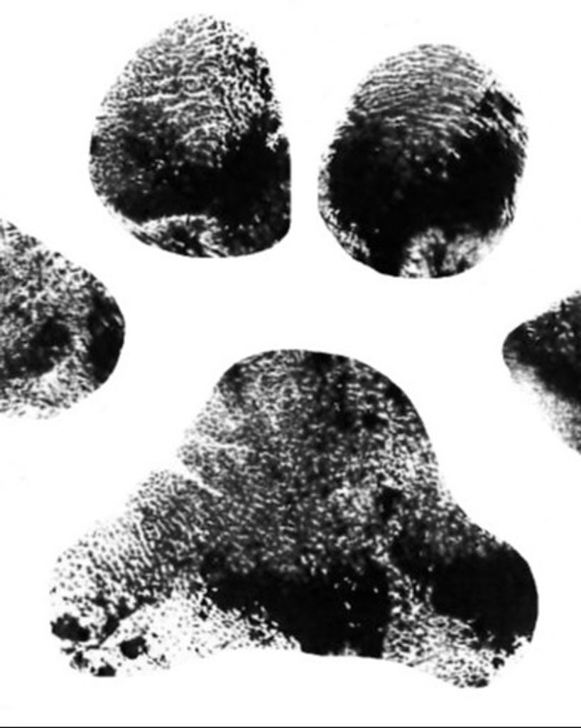 Mogie Stone Profile Photo