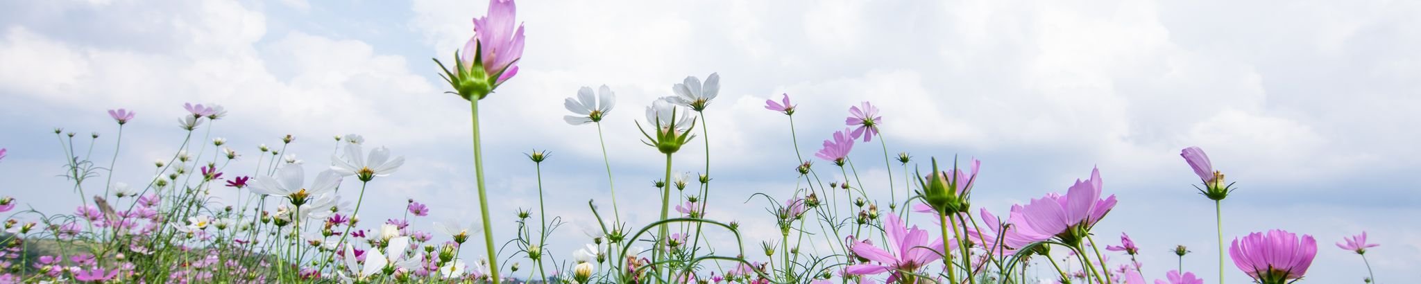 Cover for Ruth Sandvick's Obituary