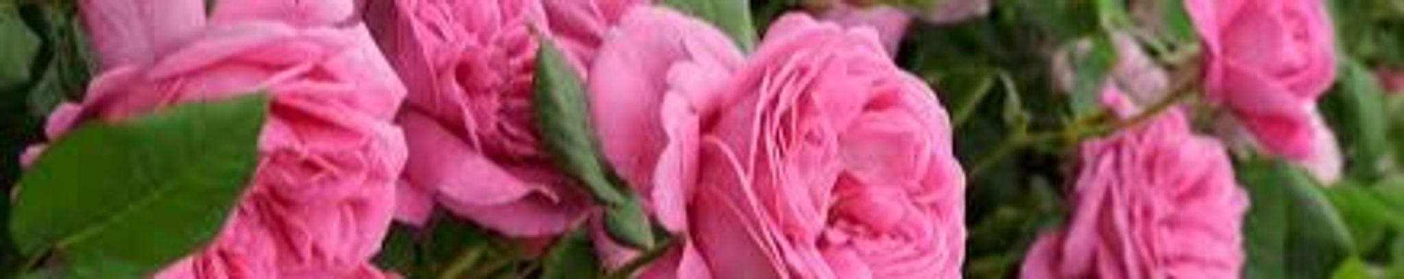 Cover photo for Victoria Lynn Sandoval's Obituary