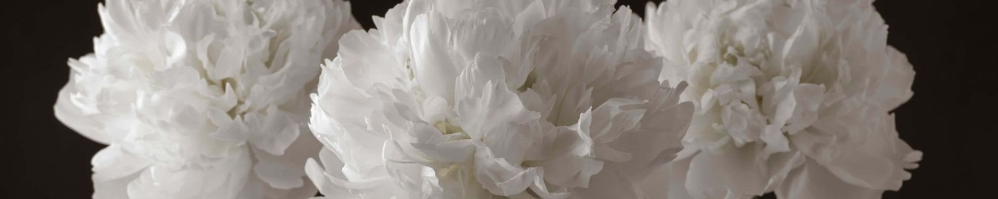 Cover photo for Jill M. Honeyager's Obituary