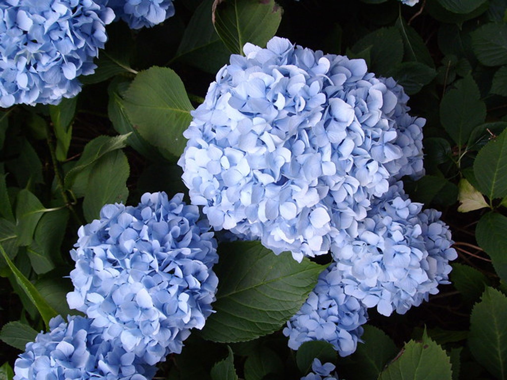 Cover photo for Georgene R. McPhillips's Obituary