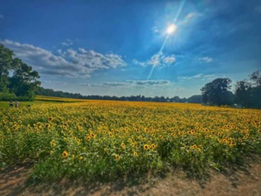 Rosemary E. Walsh Profile Photo