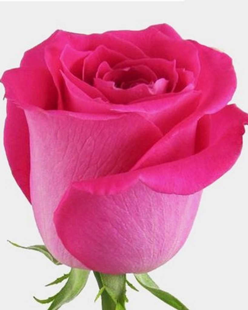 Sheria Angelette Bush Profile Photo