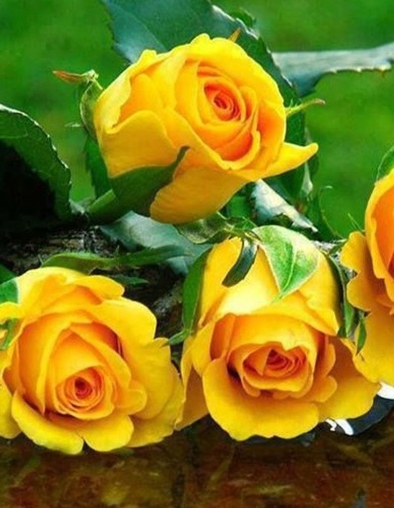 Edna Cecelia (Blackburn)  White Profile Photo