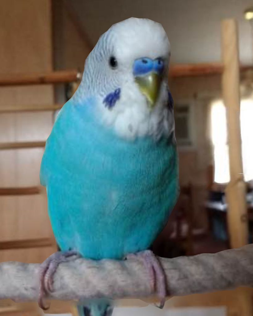 Polly Profile Photo