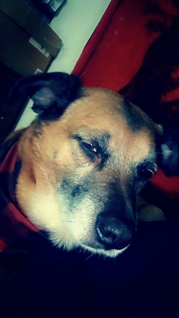Simba Joe Profile Photo
