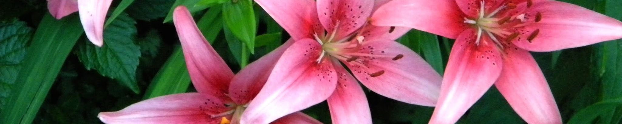 Cover photo for Ruth M. Schroeder's Obituary