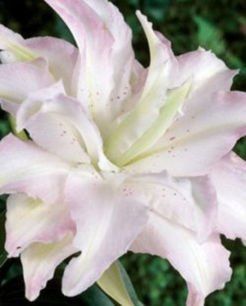 Lucy  R. (Bianco)  Cirace