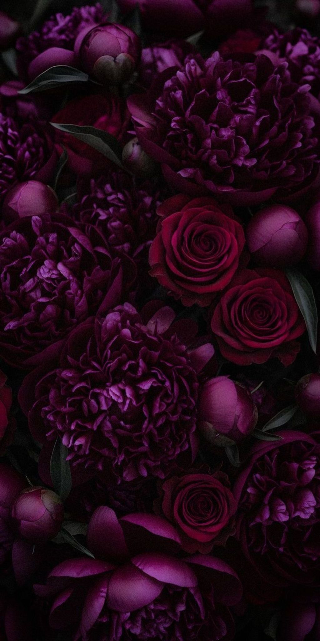 Cover for Ms. Sophia Iffla's Obituary