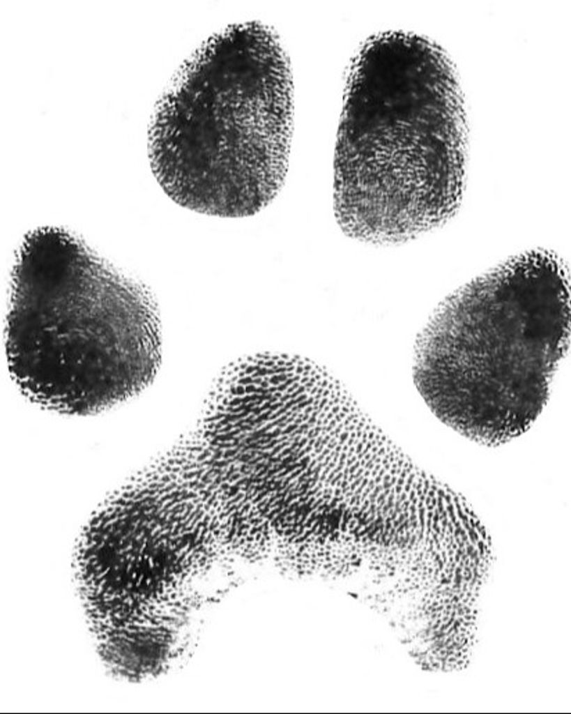 Bo Watson
