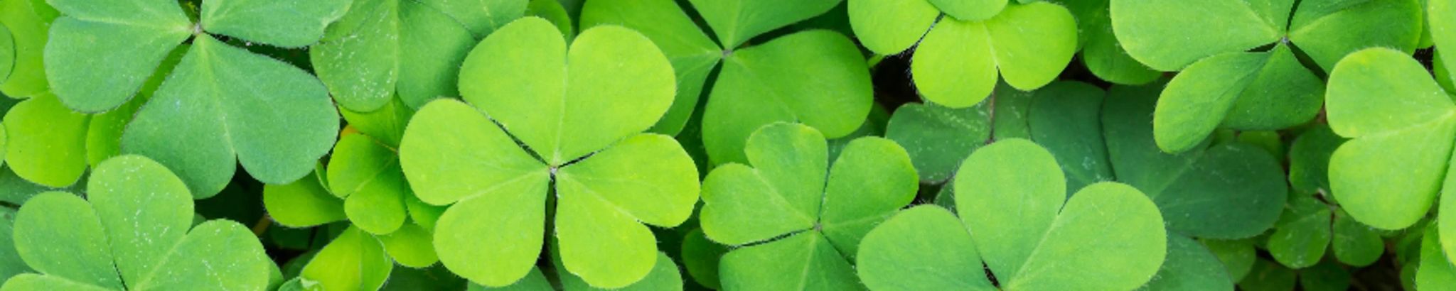 Cover for Crystal Ann Peffer's Obituary