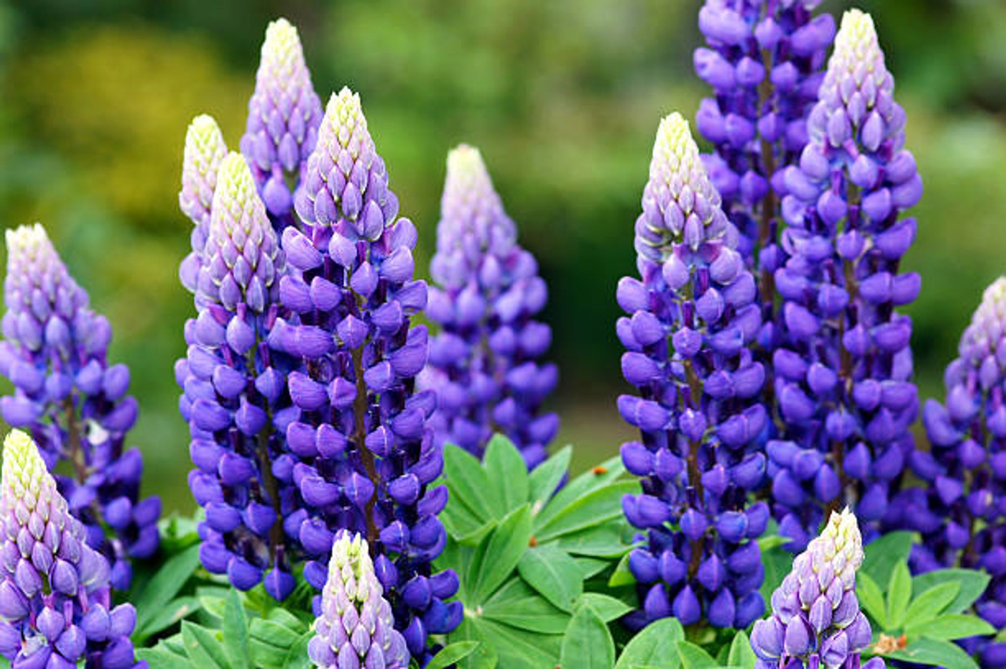 Cover for Barbara E. Wurgley's Obituary