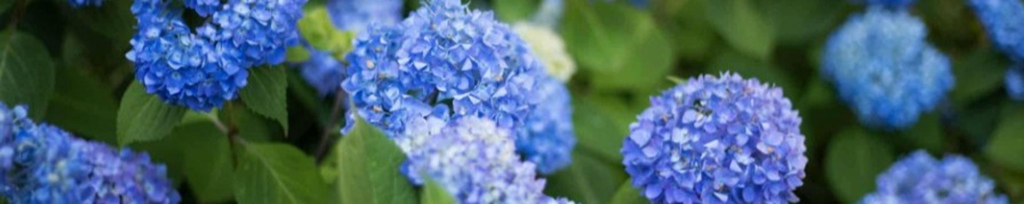 Cover photo for Camille Capretta Hess's Obituary
