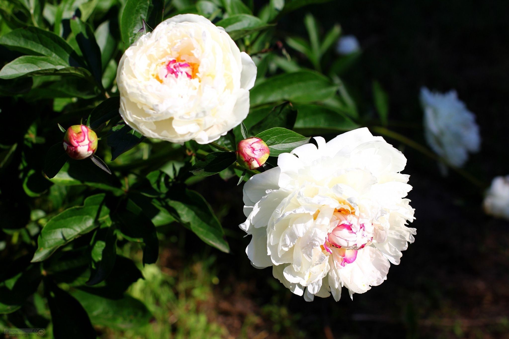 Cover photo for Bernadette "Bernie" Gaffney's Obituary