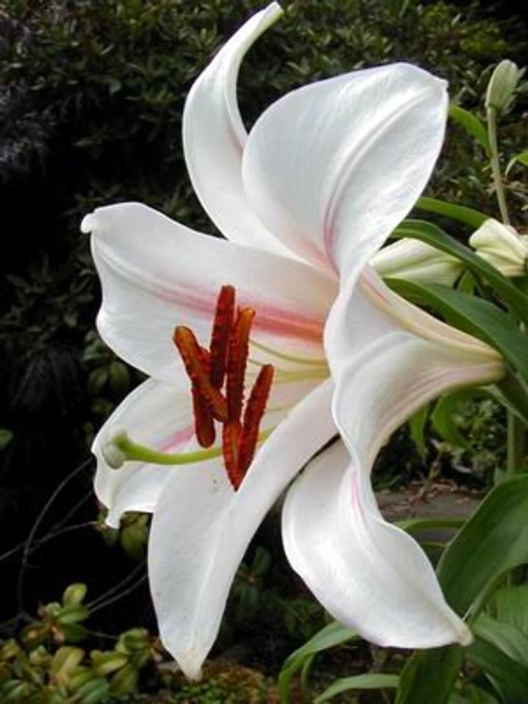 Sue  Ann Grow