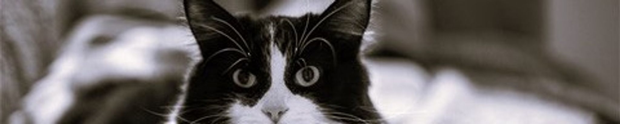 Cover photo for Fredrick Koklas's Obituary