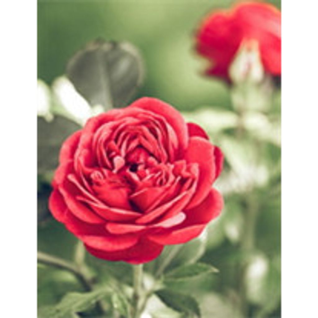 Florence M. (Bilotta) Fruci Profile Photo