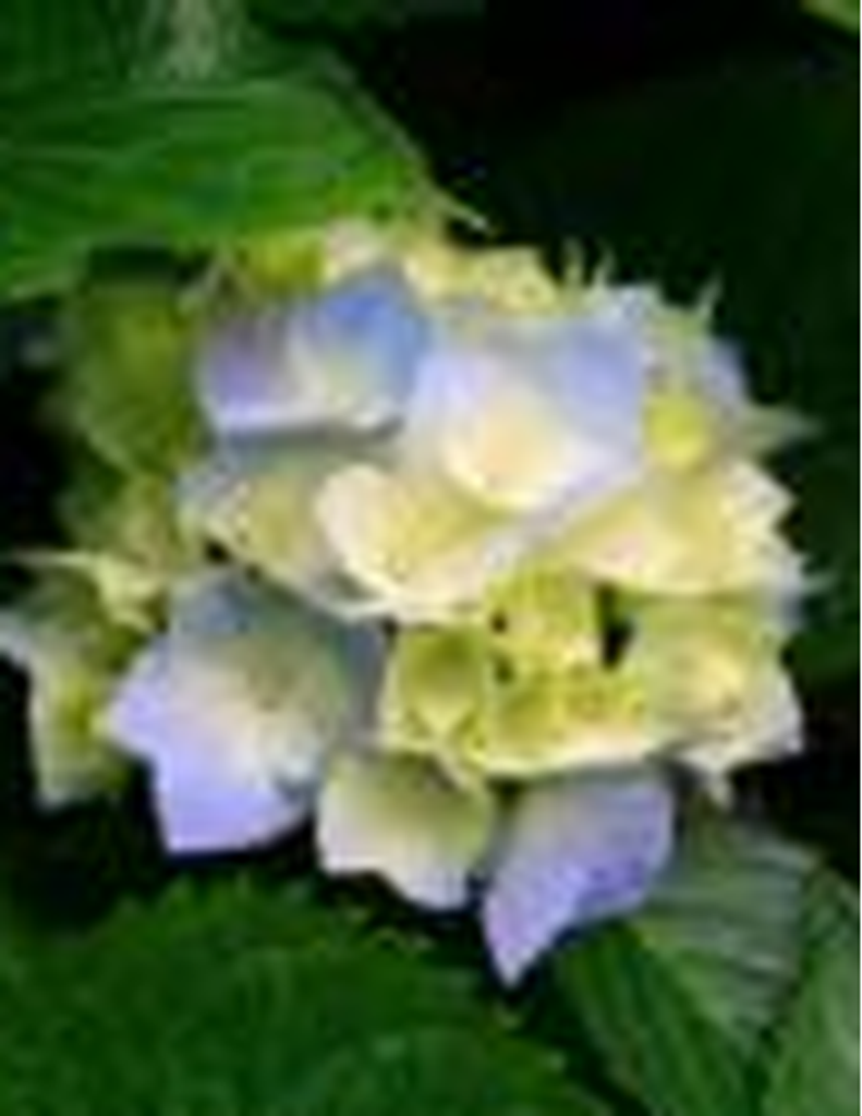 Gloria Viola Massey Lewis