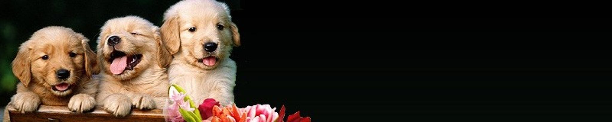 Cover for Sharon Parker's Obituary