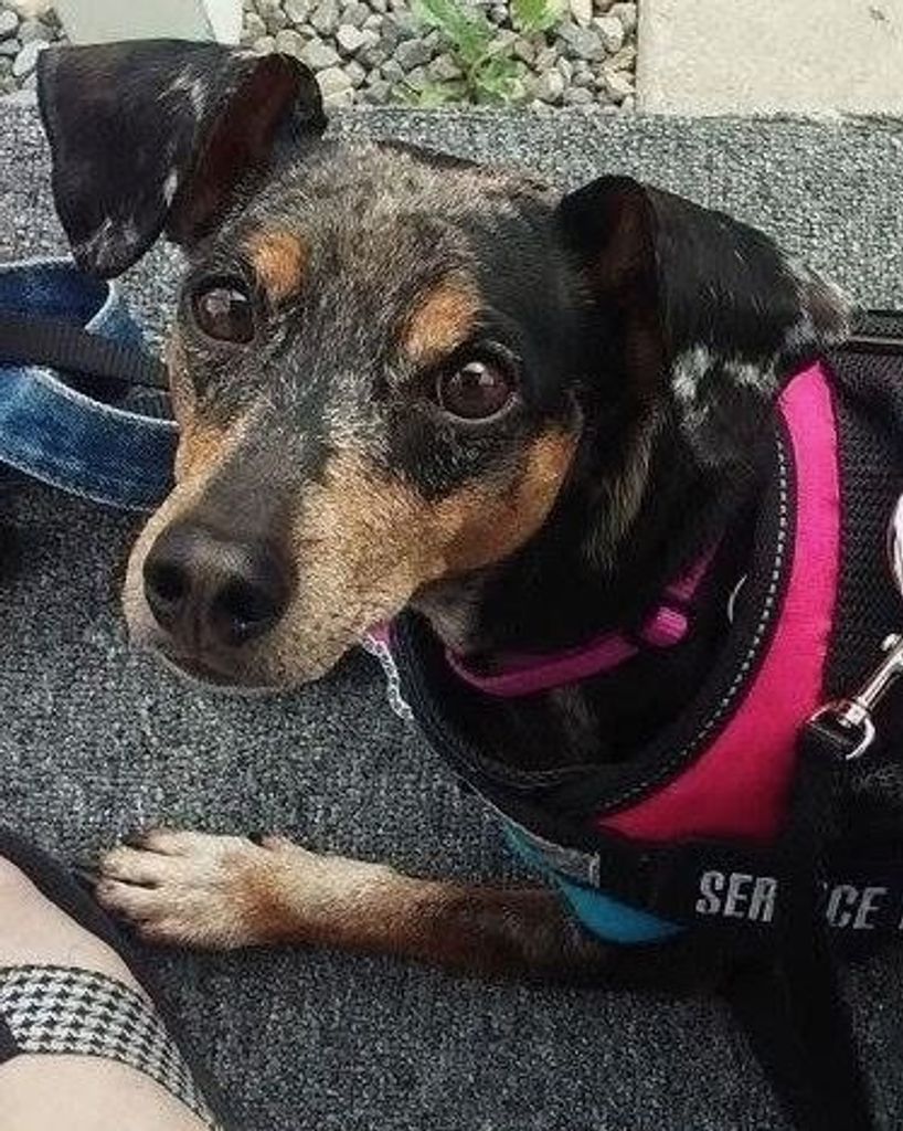 Klowie Dawn Royal (Klover)