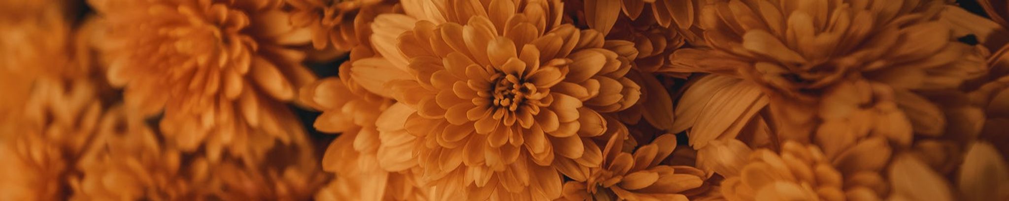 Cover for Virginia "Ginny" Godfrey's Obituary