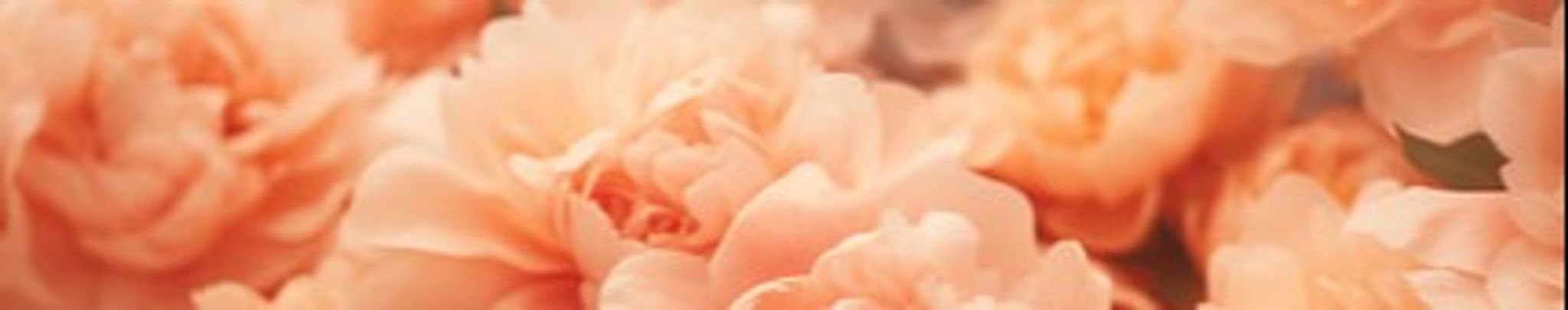 Cover photo for Tiffany Kirby's Obituary