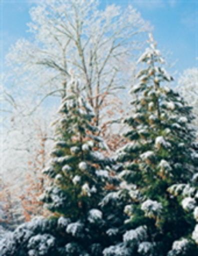 Lorayne D. Edwards photo gallery thumbnail 1 of 2