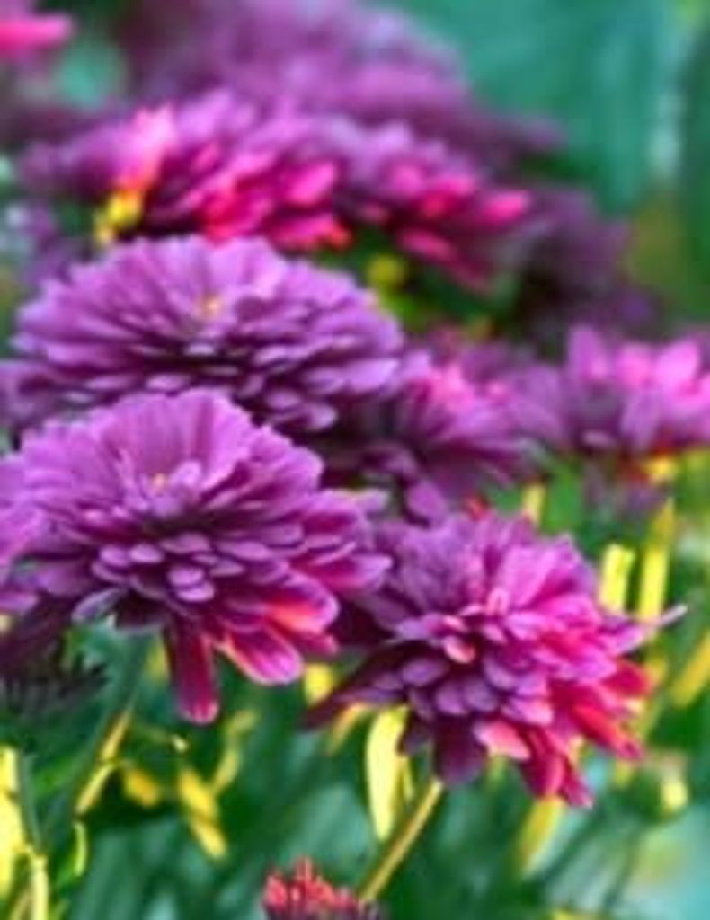 Bessie L. Quinn Profile Photo